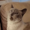 Crazy cats 1 22