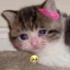 Gatitos Memes😺✨💕4 6