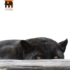 Habitantes del zoo 10