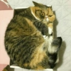 Crazy cats 1 11