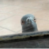 CP