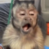 Lindos animalitows 16