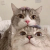 GATITOS CURA DEPRESIÓN❤️SV💕 9