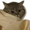 Kucing lucu 17