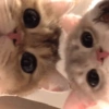 GATITOS CURA DEPRESIÓN❤️SV💕 5