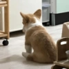 Perros XD 8🤣 7
