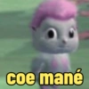coe mané