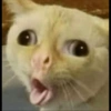 REAGINDO COM MEMES 14