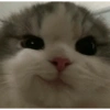 Low quality cat 21