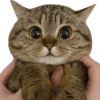 Kucing lucu 16