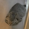 Animalingos 🤍 9