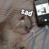 Cutie cat 12