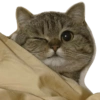Kucing lucu 15
