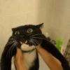 Crazy cats 1 21