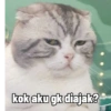 Low quality cat 12
