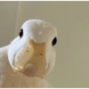 Patinho ♥️🦆 7