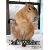 Hallo Masbro Capybara "Madness www.Giantanter.com