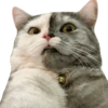Kucing lucu 8