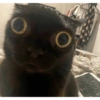Gatos cura depresión 5
