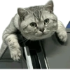 Kucing lucu 10