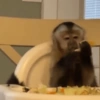Lindos animalitows 8