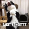 SAKIT BANGETTT