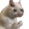 Memes de animais 10