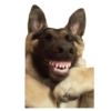 Memes de animais 21