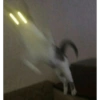 Crazy cats 1 29