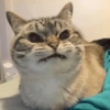 Crazy cats 1 9