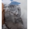 Gato random 8🤣 5
