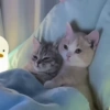 GATITOS CURA DEPRESIÓN❤️SV💕 6
