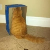Crazy cats 1 24