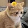 Gatitos Memes😺✨💕5 21