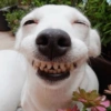 🐶🐕Dogs Reactions🐕🐶 23