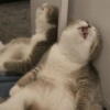 Animalingos 🤍 13