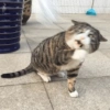 Crazy cats 1 23
