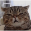 Gatos cura depresión 11