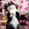 Gatinhos apaixonados 😻 14