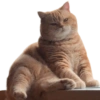 Kucing lucu 22