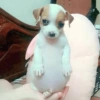 🐶🐕Dogs Reactions🐕🐶 21