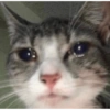 www