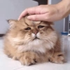 Crazy cats 1 19