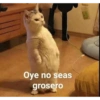 Oye no seas grosero