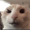 Gatos xd jajaj😂 12