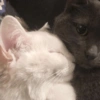 GATITOS CURA DEPRESIÓN❤️SV💕 14