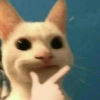 Gatitos Memes😺✨💕5 8