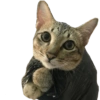 Kucing lucu 9