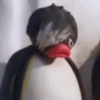 Pingu 6