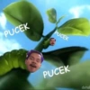 PUCEK PUCEK PUCEK dotal